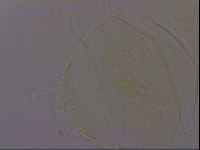 Diploechiniscus oihonnae image
