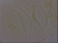 Diploechiniscus oihonnae image
