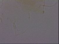Diploechiniscus oihonnae image