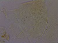 Diploechiniscus oihonnae image