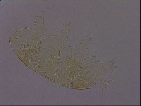 Diploechiniscus oihonnae image