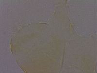 Diploechiniscus oihonnae image