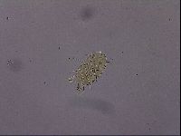 Diploechiniscus oihonnae image