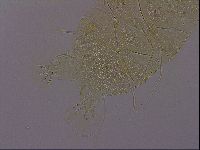 Diploechiniscus oihonnae image