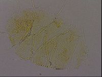 Diploechiniscus oihonnae image