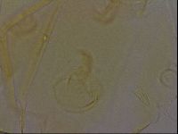 Diploechiniscus oihonnae image