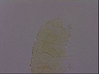Diploechiniscus oihonnae image