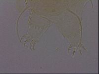 Diploechiniscus oihonnae image