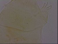 Diploechiniscus oihonnae image