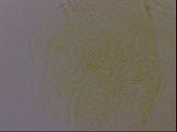 Diploechiniscus oihonnae image
