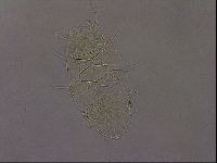 Diploechiniscus oihonnae image