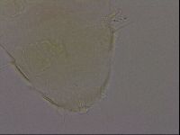 Diploechiniscus oihonnae image