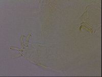 Diploechiniscus oihonnae image