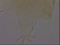 Diploechiniscus oihonnae image