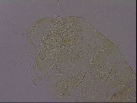 Diploechiniscus oihonnae image