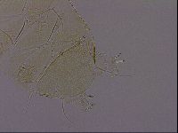 Diploechiniscus oihonnae image
