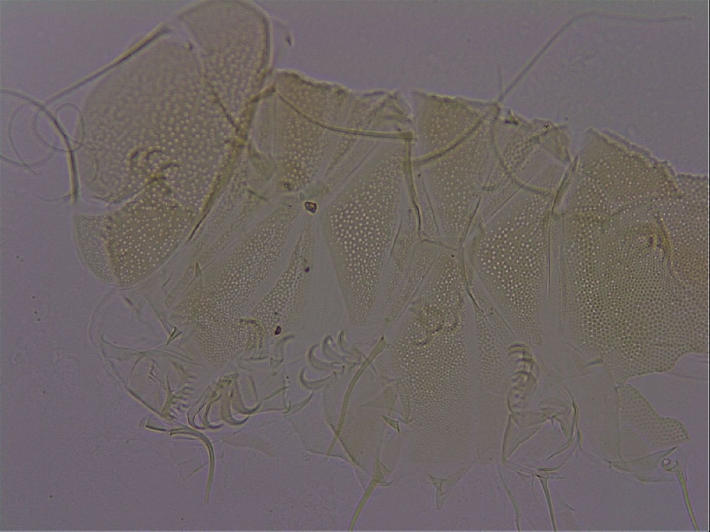 Diploechiniscus oihonnae image