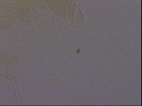 Diploechiniscus oihonnae image