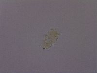 Diploechiniscus oihonnae image
