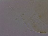Diploechiniscus oihonnae image