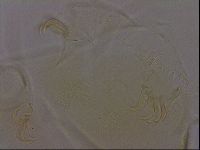 Diploechiniscus oihonnae image