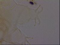 Diploechiniscus oihonnae image