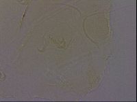 Diploechiniscus oihonnae image