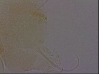 Diploechiniscus oihonnae image