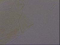Diploechiniscus oihonnae image