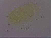 Diploechiniscus oihonnae image