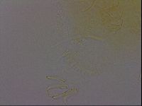 Diploechiniscus oihonnae image