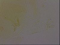 Diploechiniscus oihonnae image