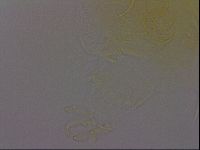 Diploechiniscus oihonnae image
