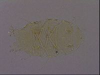 Diploechiniscus oihonnae image