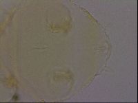 Diploechiniscus oihonnae image