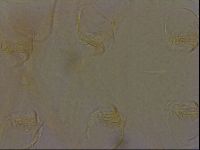 Diploechiniscus oihonnae image