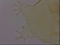 Diploechiniscus oihonnae image