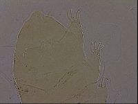 Diploechiniscus oihonnae image