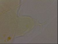 Diploechiniscus oihonnae image
