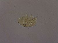 Diploechiniscus oihonnae image