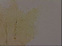 Diploechiniscus oihonnae image