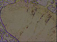 Diploechiniscus oihonnae image