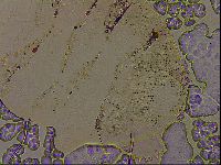 Diploechiniscus oihonnae image