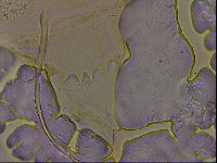 Diploechiniscus oihonnae image