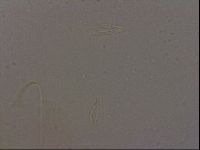 Diploechiniscus oihonnae image