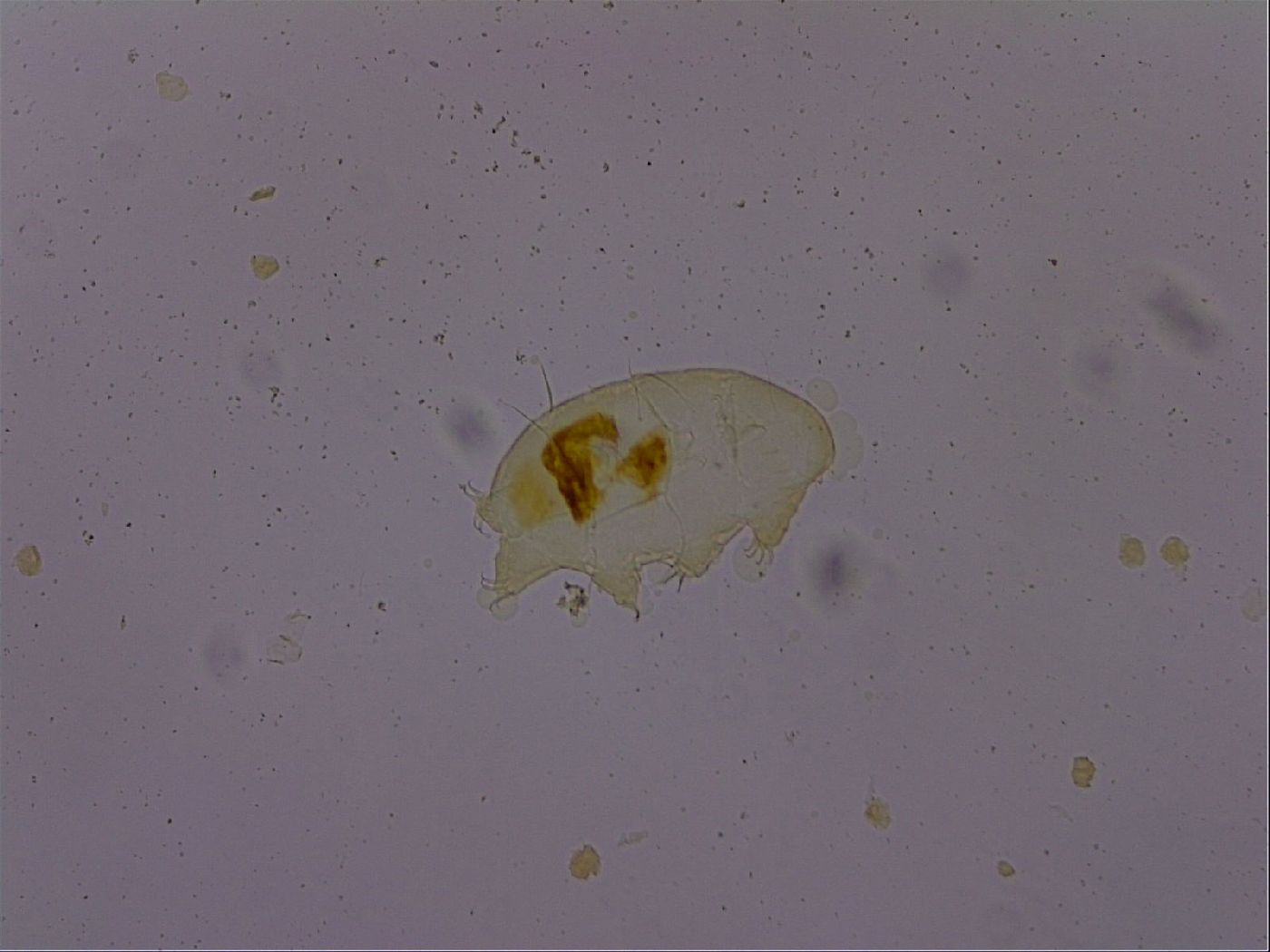 Echiniscus osellai image