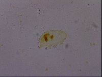 Echiniscus osellai image