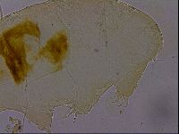 Echiniscus osellai image