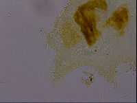 Echiniscus osellai image