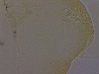 Echiniscus osellai image